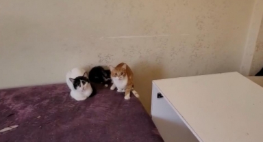 Çöp evden onlarca kedi çıktı