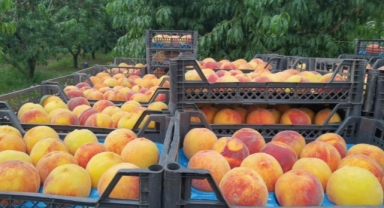 Dalında 3, tezgahta 10 TL