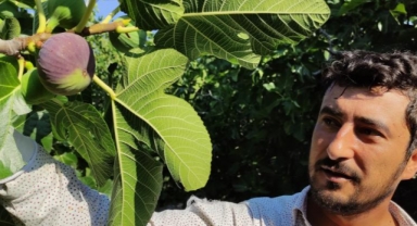 Dünyaca ünlü siyah incirde hasat başladı