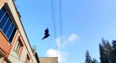 Elektrik tellerine asılı kalan karga böyle kurtarıldı