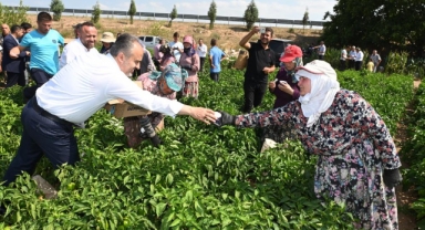 Hasat arası dondurma