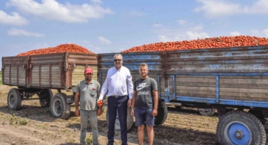 Karacabey’de domates hasadı başladı