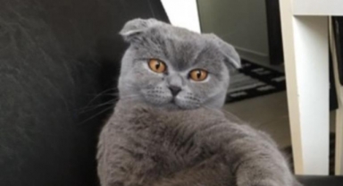 Kedisini bulana servet vaadediyor