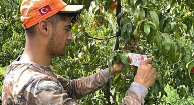 Kopardığı şeftali için ağaca para bağladı