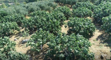 Mustafakemalpaşa’da incir hasadı başladı