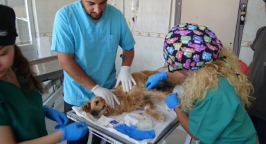 Cins köpeği hasta diye ormana bıraktılar!