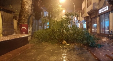 Şiddetli rüzgâr yüzyıllık ağacı devirdi
