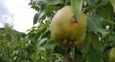 Son yağışlarda tarım ürünlerinde 30 milyon TL'lık zarar