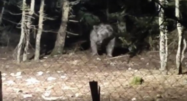 Uludağ'a tatile giden aile ayıyla karşı karşıya geldi