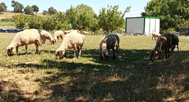 Yenişehir'e hayvan giriş çıkışları yasaklandı