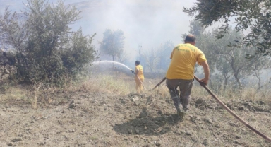 Zeytinlikteki yangın korkuttu