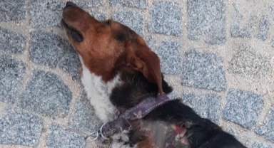 Araçla çarptı ölüme terk etti...