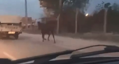 Atı kamyonetle böyle sürüklediler