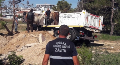 Başıboş atlar yakalandı