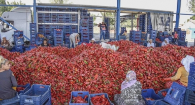 Başkan Özkan, biber üreticilerinin hasadına katıldı