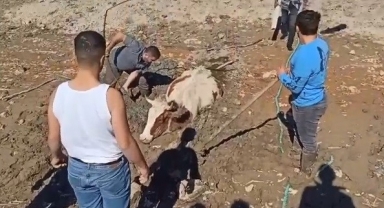 Bataklığa saplanan inek kurtarıldı