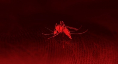 Batı Nil Virüsü enfeksiyonunun 4 belirtisine dikkat!