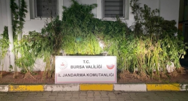 Devlet arazisine kenevir ekti, yakalandı