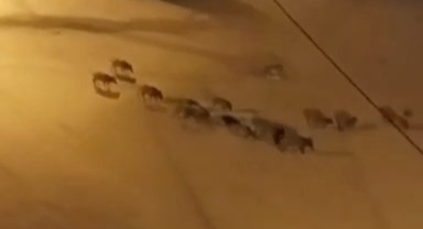 Sürü halinde şehre indiler