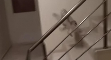 Apartmana giren baykuşu böyle kurtardı