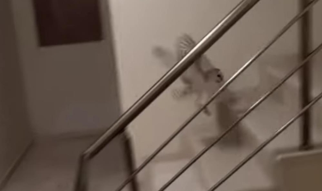 Apartmana giren baykuşu böyle kurtardı