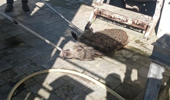 Arıtma tesisine düşen domuz kurtarıldı