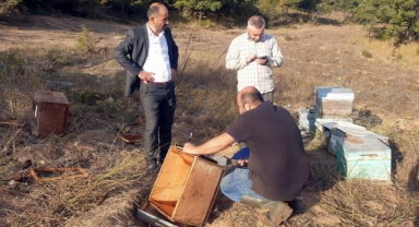Ayılar arı çiftliğini bastı kovanları talan etti