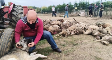 Başıboş köpekler birçoğu gebe 41 koyunu telef etti