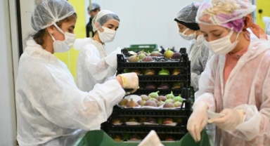 Bursa Büyükşehir, üreticiye can suyu oldu