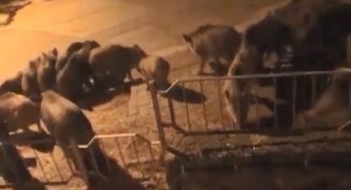 Domuzlar Halitpaşa mahallesini mesken tuttu