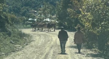Kaybettiği hayvanları jandarma buldu