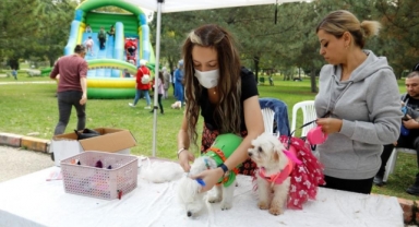 Kedi ve köpek güzellik yarışması ilgi gördü
