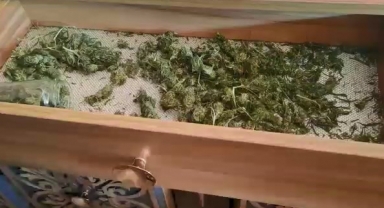 Kenevir tarlasına dönen eve baskın