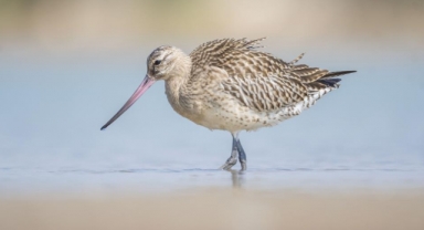 Rekortmen kuş bu kez Mersin’de görüntülendi