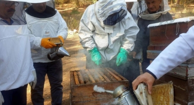 Türkiye dünyada 3.sırada..8 milyon koloni var