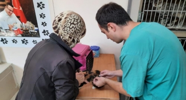 Ücretsiz kuduz aşısına büyük ilgi