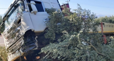 Uyuyan şoför zeytinliğe daldı
