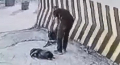 Vicdansız hırsız köpeğe şiddet uyguladı
