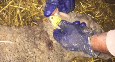 Başıboş köpekler 5 koyun'u telef ettiler