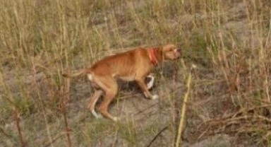 Çalınan köpeğini bulana kuzu hediye edecek