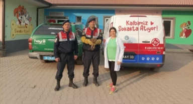 Jandarma yaralı şahine sahip çıktı