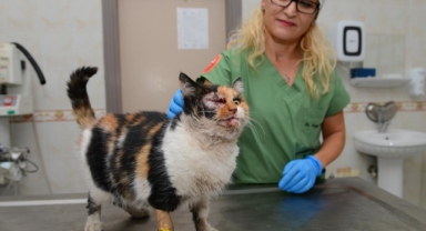 Kazada ağır yaralanan kedi, ameliyatla hayata döndürüldü