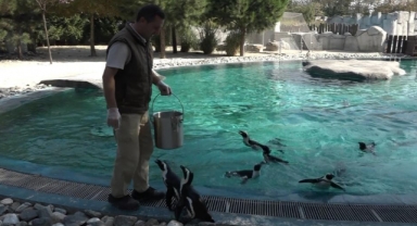 Penguenlerin balık keyfi
