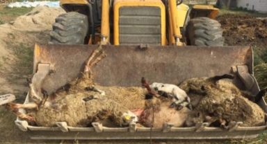 Sokak köpekleri çiftlikte dehşet saçtı