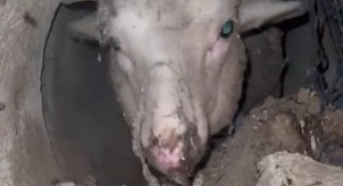 Su kanalına düşen kuzu için yolu kazdılar