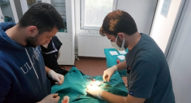 Veteriner hekim adaylarına uygulamalı eğitim