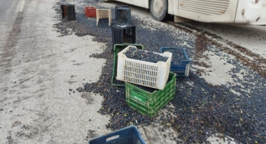 1,5 ton zeytin yola saçıldı