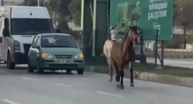 Başıboş atlar trafiği birbirine kattı