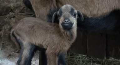 Bursa Hayvanat Bahçesi'nin ailesi büyüyor