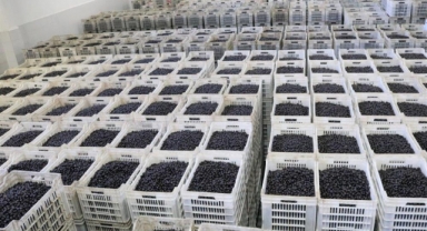 Marmarabirlik’ten 150 milyon lira ödeme
